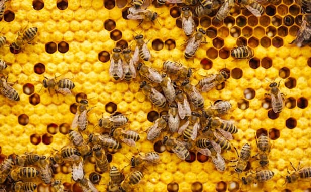 Honey production