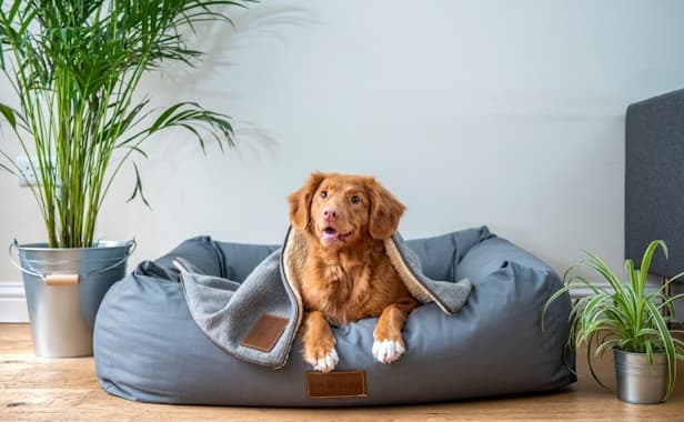 Hotel for pets